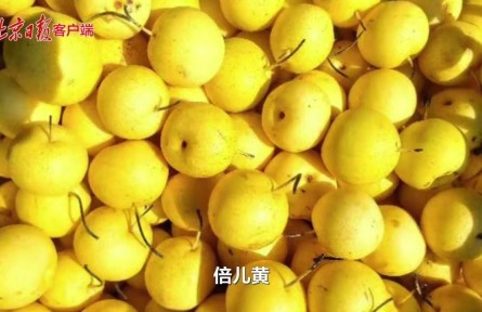 二十四節(jié)氣｜處暑秋梨最養(yǎng)人，京白梨采摘正當(dāng)時(shí)