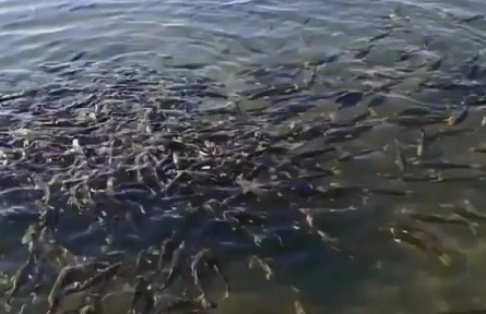 青海2022年累計(jì)增殖放流各種魚(yú)類(lèi)2185萬(wàn)尾
