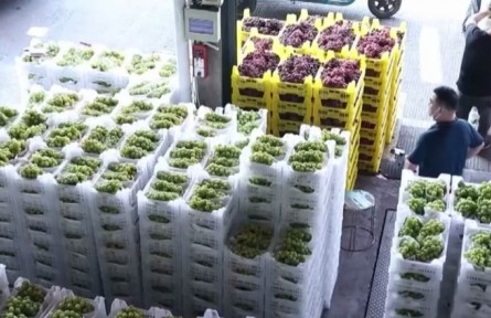 浙江嘉興：大量應季水果上市 供應充足價格穩(wěn)