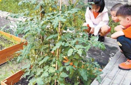 菜地里算 琴聲中長 勞動中學 北京中小學新開的課真挺有意思