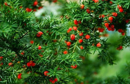 物種故事 | 紅豆杉：養(yǎng)好紅果待鳥食