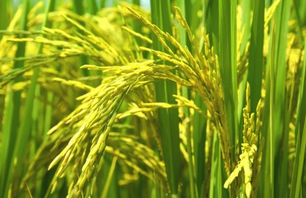 江西信豐：高標準農(nóng)田精細灌溉 確保糧食穩(wěn)產(chǎn)豐收