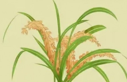 三農詞條：植物必需元素
