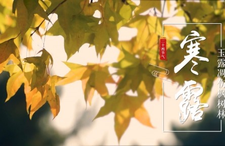 寒露，玉露凋傷楓樹林