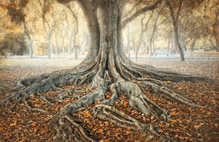 科技名詞 | 根圈  rhizosphere