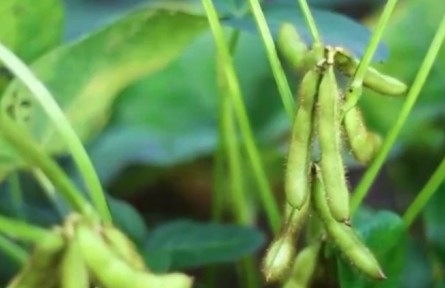 農(nóng)業(yè)農(nóng)村部：2022年全國大豆玉米帶狀復合種植面積超1500萬畝