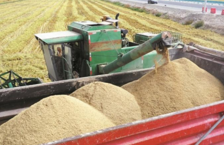 兵團秋糧豐收在即 秋播跟進及時
