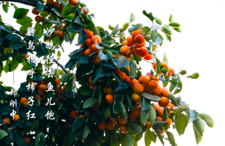霜降，霜葉紅于二月花