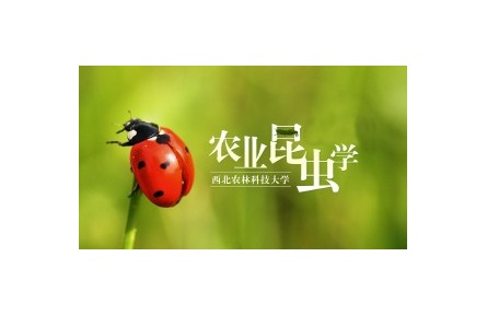 《農(nóng)業(yè)昆蟲學(xué)》系列講座（視頻，共22講）