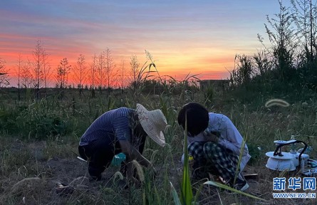 沉湖濕地年碳匯量達(dá)12.55萬噸 市場價值約600萬元