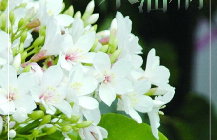 物種故事 | 木油桐：桐花似雪，年年紛飛