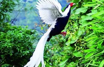 市民在山間拍到“白鳳凰”？真實(shí)身份揭曉！