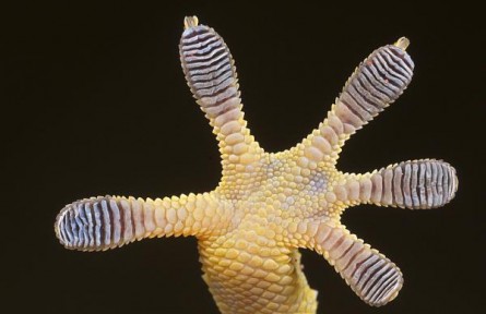 科技名詞 | 仿生表面  biomimetic surface