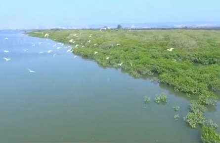 多樣的生物 多樣的精彩：生物多樣性為什么那么重要？