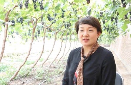 甘作“泥領(lǐng)”的十大女莊主⑥ | 朱小華：女莊主的葡萄王國