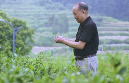 蘇興茂：茶園里的夢(mèng)