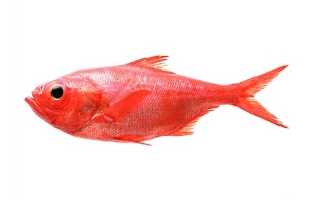 物種故事 | 胭脂魚：“亞洲美人魚”