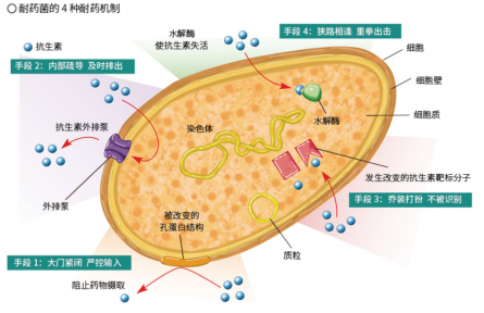 面對抗生素的“追殺”，細(xì)菌竟有這么多逃脫伎倆？