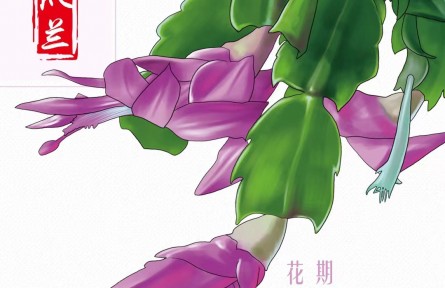 物種故事 | 蟹爪蘭：雖然名字帶蘭，但我是正宗的“仙人掌”