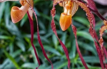 南北名蘭齊聚！首屆蘭花展在國家植物園和華南國家植物園聯(lián)袂舉辦
