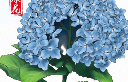 物種故事 | 繡球花：一花開出百花風(fēng)采，“花團(tuán)錦簇”非我莫屬