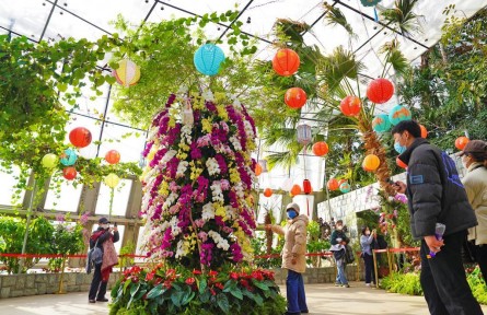 萬(wàn)株蘭花慶佳節(jié)！國(guó)家植物園“元宵蘭花展”亮相
