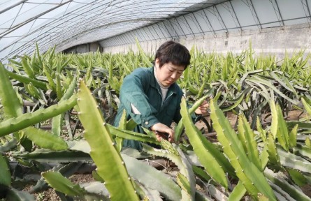 南果北種結(jié)碩果，北京順義市民吃上本土火龍果