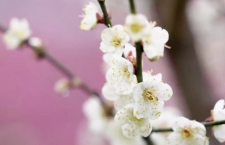 花開(kāi)中國(guó) 生機(jī)勃發(fā)
