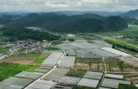 【一線調研】“飛”出大山的豌豆尖