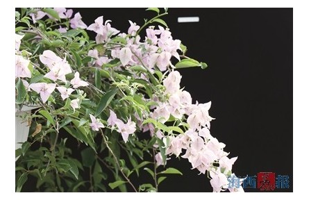 福建廈門園林植物園：5個三角梅新品種獲得國家植物新品種權