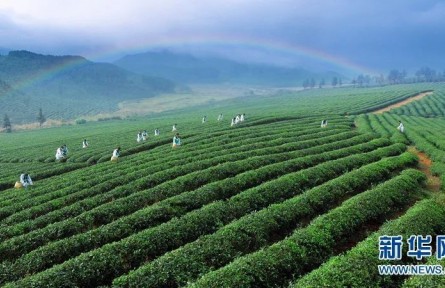 萬里茶道：小小茶葉如何讓中國(guó)與世界相遇？
