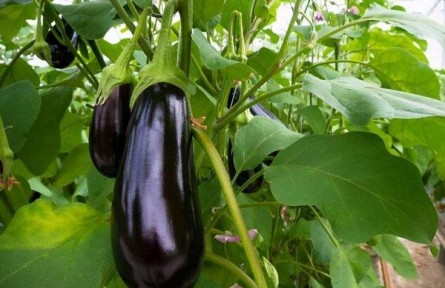 為什么早春茄子只開(kāi)花不結(jié)果？
