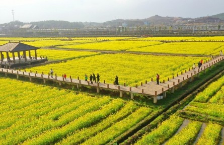 我國油菜籽生產(chǎn)與貿(mào)易知多少？