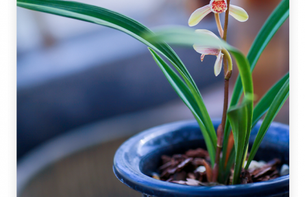 名言 | 諸葛亮：夫君子之行，靜以修身，儉以養(yǎng)德