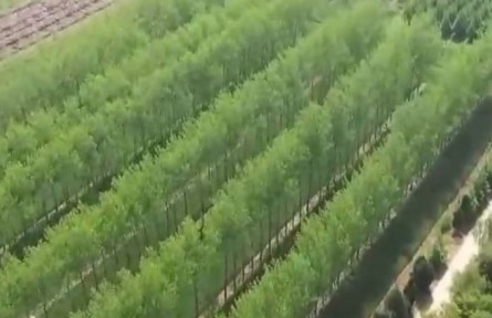 2023年3月12日是第45個(gè)植樹節(jié) 我國(guó)國(guó)土綠化重大工程取得新進(jìn)展