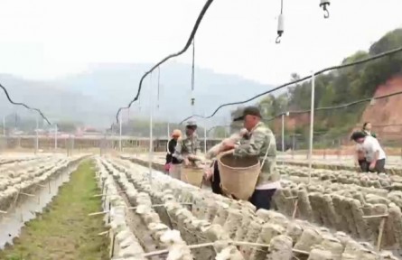 龍頭帶動 消費幫扶 滬滇協(xié)作助力產(chǎn)業(yè)升級