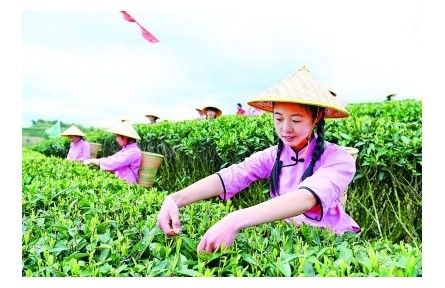 小茶葉成為鄉(xiāng)村振興“金葉子”——福建南平牢記囑托以統籌“三茶”推進鄉(xiāng)村振興的實踐與啟示