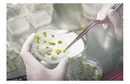 《可供利用的農作物種質資源目錄（第一批）》公布 種質資源要存起來也要用起來