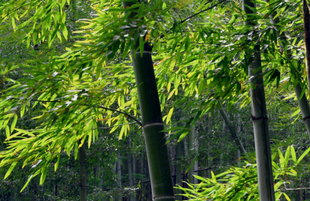 立夏：南國(guó)似暑北國(guó)春，綠秀江淮萬(wàn)木蔭