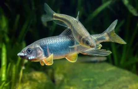 跑現(xiàn)場重調(diào)研，從一條小魚做出生態(tài)保護大文章