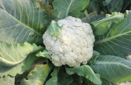 花菜種植如何科學(xué)施肥？