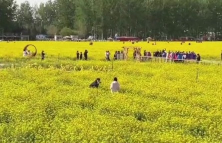 北京近郊面積最大，豐臺(tái)怪村200畝油菜花海綻放