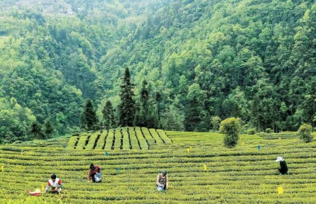 湖北退耕還林工程生態(tài)效益總價(jià)值量超過(guò)760億元