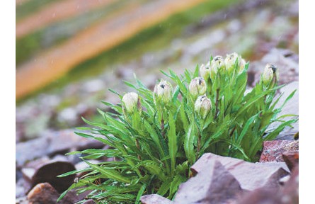 科普 | 冰天雪地，為何也有植物開花？
