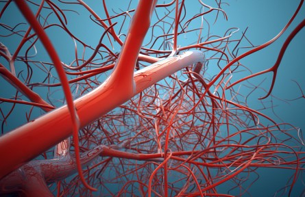 科技名詞 | 靜脈  Vein