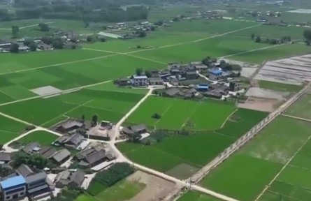 四川樂山：早稻進入分蘗期 田間管理助豐產