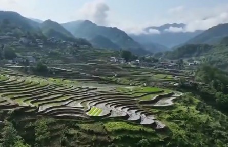 陜西：“三夏”農忙正當時 搶種搶收保豐收
