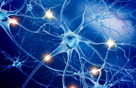 科技名詞 | 中樞神經(jīng)系統(tǒng) central nervous system，CNS