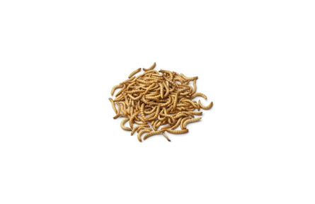 57.有機廢棄物環(huán)境昆蟲“三高”化轉化處理技術