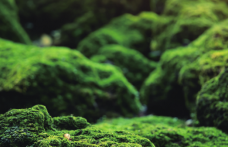物種故事 | 苔蘚、地衣：各具特色的環(huán)境指示物種